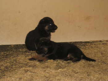 male puppies