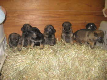 male puppies