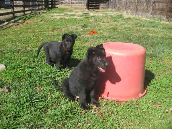 Krimm (no collar) and Kobalt von Kaltwasser