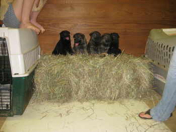 female puppies