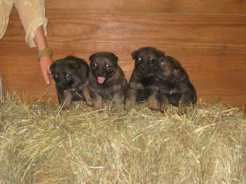 male puppies