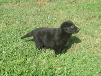 female puppy