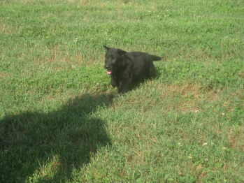 female puppy