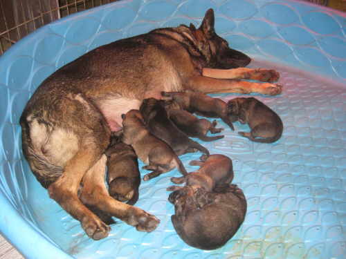 Hindi's puppies at 6 days of age.