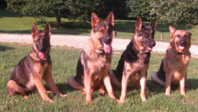 Four Shepherds