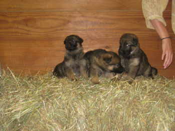female puppies