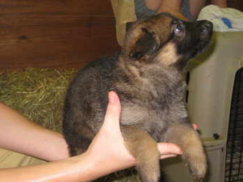 male puppy