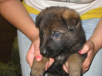 female puppy
