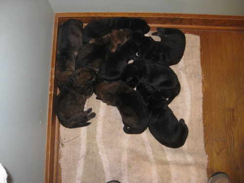 Hazel and Grimm Puppies